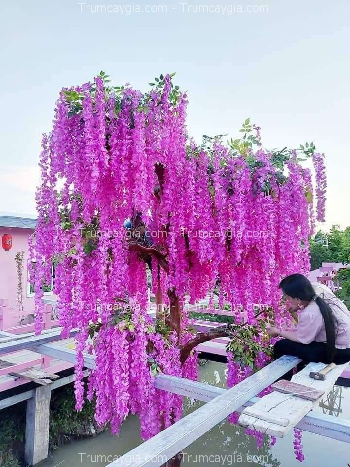 cay-hoa-tu-dang-gia-dep