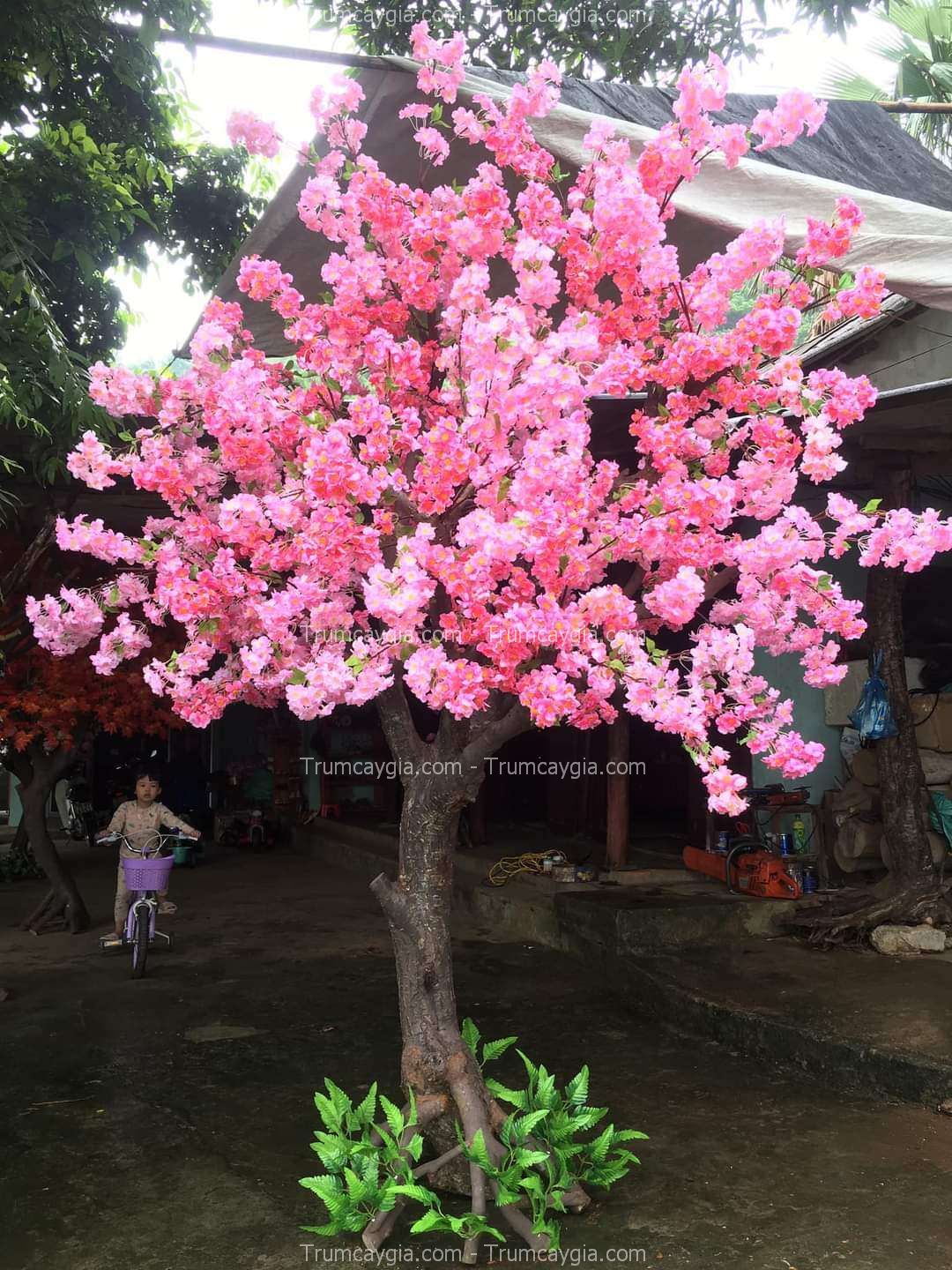 cay-hoa-anh-dao-gia-dep-gia-re