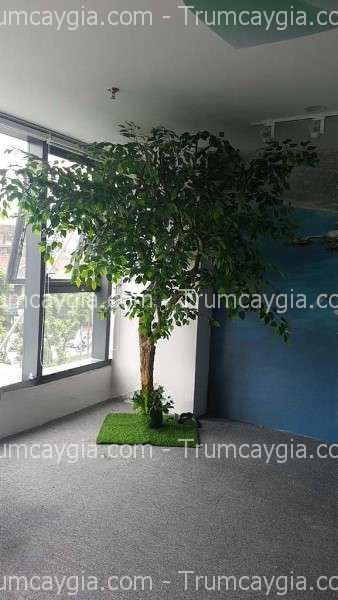 cây si giả đẹp như thật