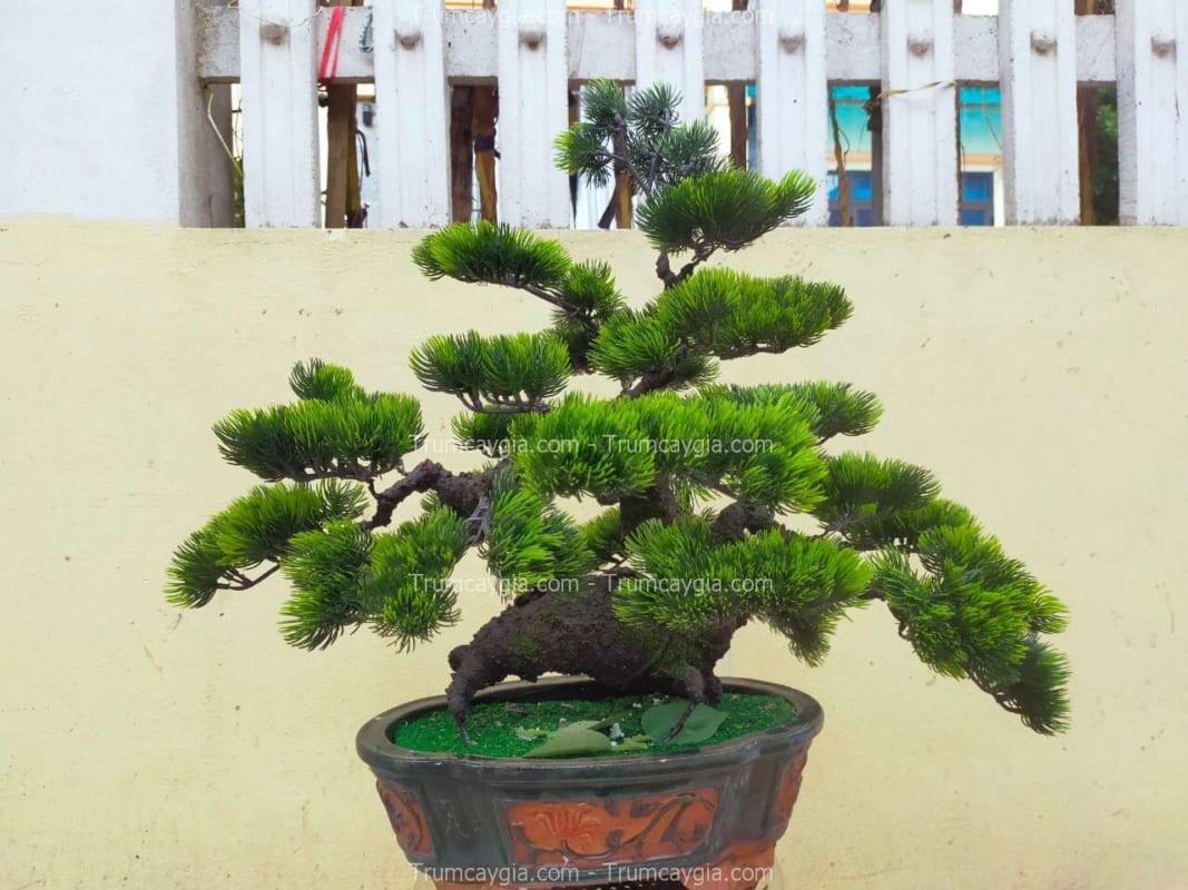 cây tùng giả bonsai