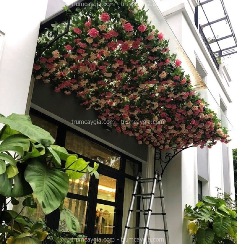 hoa hồng leo giả nhà phố