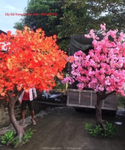 cay gia trang tri cao 2m5