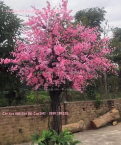 cay hoa anh dao gia cao 3m2