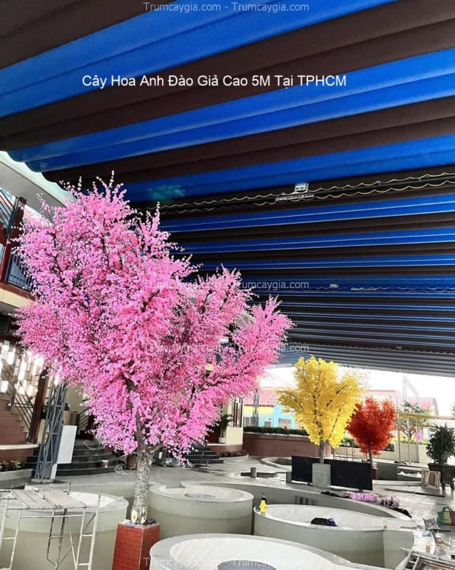 cay hoa anh dao gia cao 5m