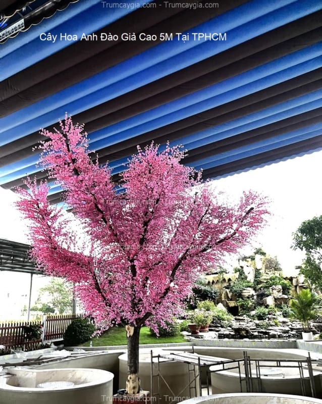 cay hoa anh dao gia cao 5m