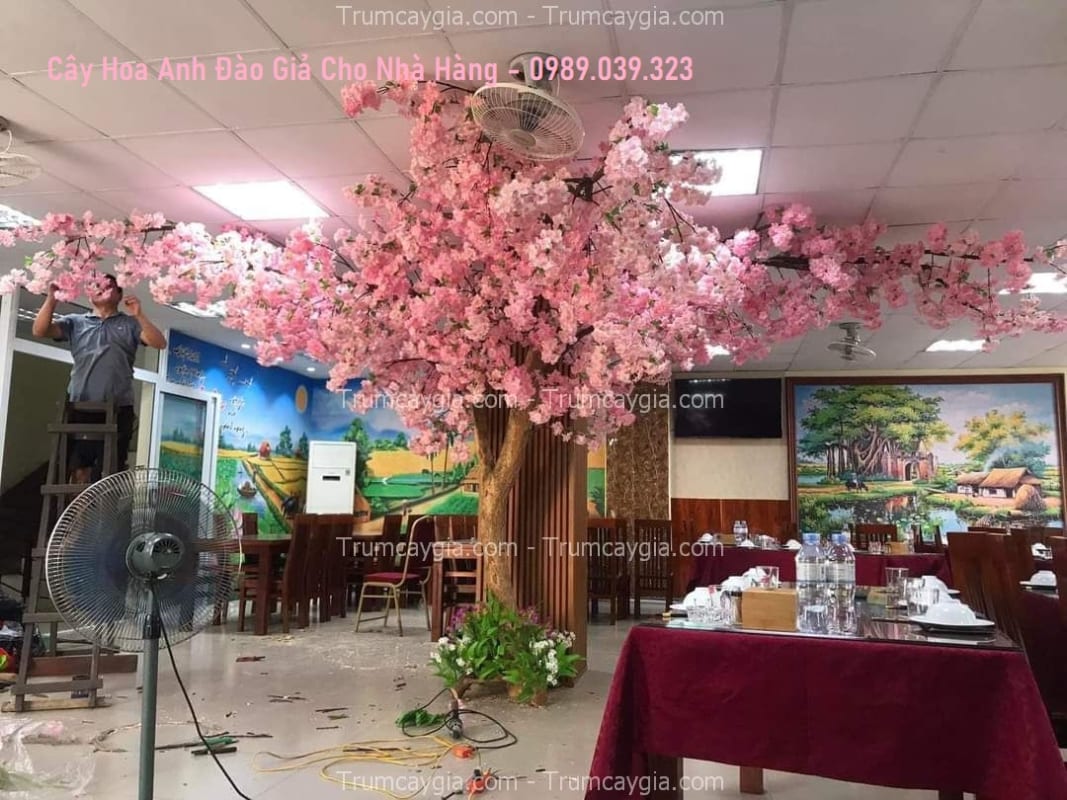 cay hoa anh dao gia cho nha hang cay hoa anh dao gia cho nha hang