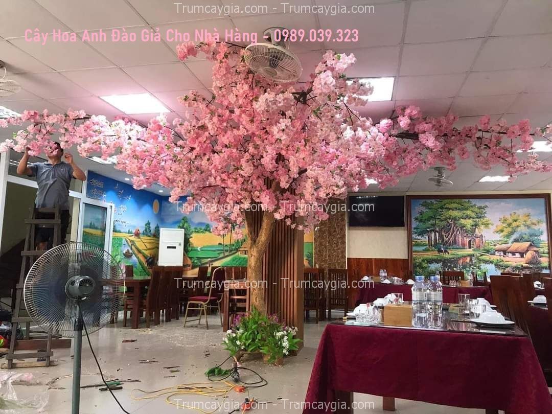 cay-hoa-anh-dao-gia-cho-nha-hang-1 cay hoa anh dao gia cho nha hang