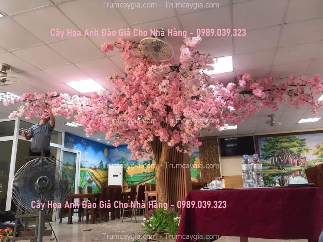 cay hoa anh dao gia cho nha hang cay hoa anh dao gia cho nha hang