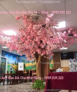 cay hoa anh dao gia cho nha hang