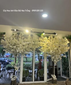 cay hoa anh dao gia hoa trang