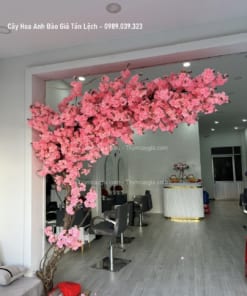 cay hoa anh dao gia tan lech