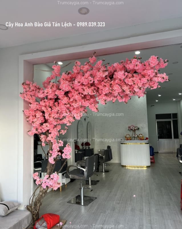 cay hoa anh dao gia tan lech