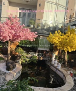 cay hoa anh dao gia trang tri ho ca koi