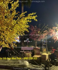 cay hoa mai gia dep như that