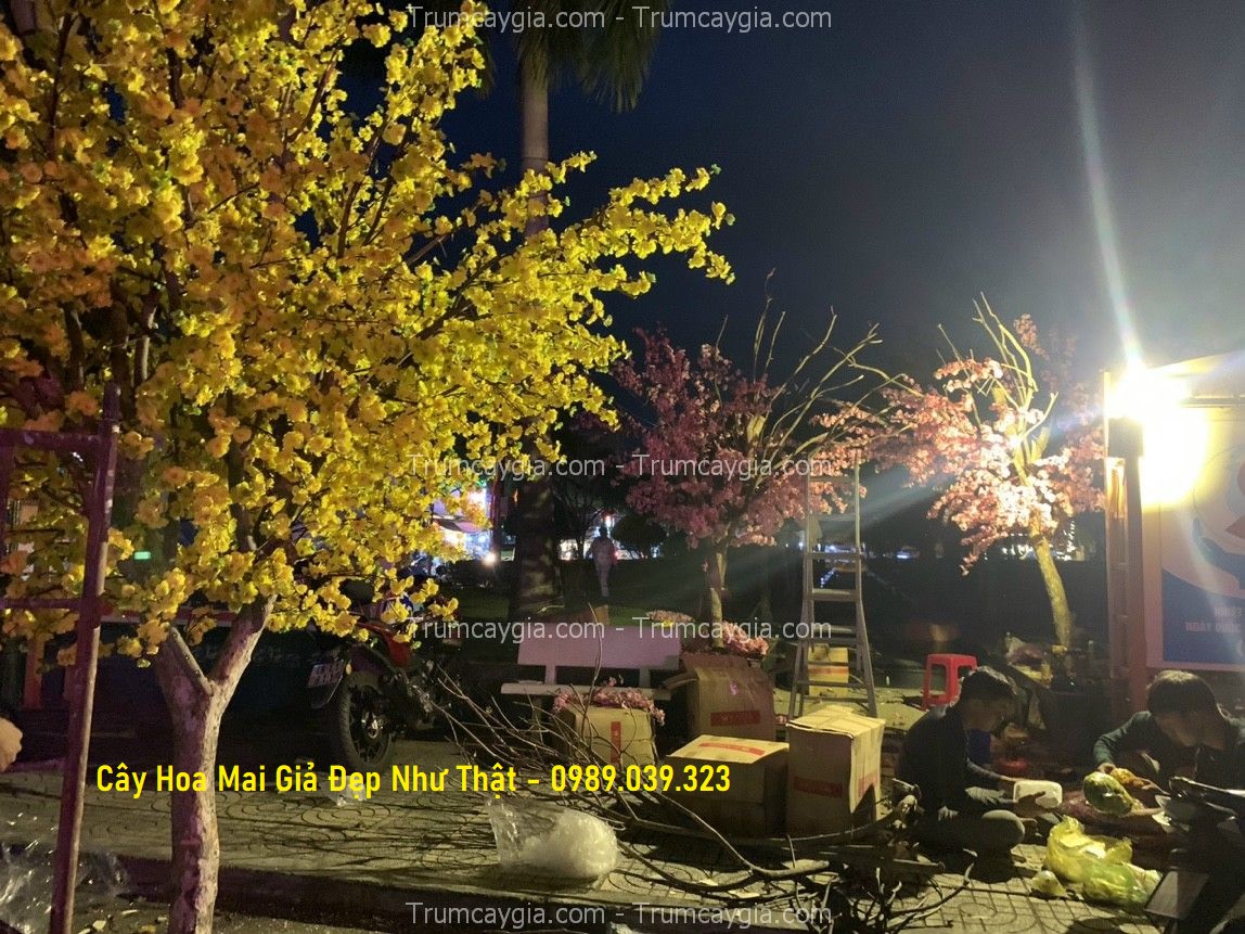 cay-hoa-mai-gia-dep-nhu-that-2 cay hoa mai gia dep như that