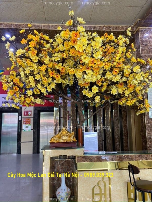 cay hoa moc lan gia tai Ha Noi