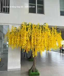 cay hoa tu dang vang gia