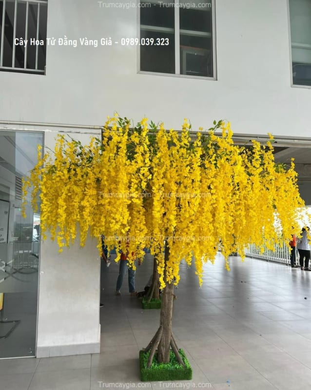 cay hoa tu dang vang gia cay hoa tu dang vang gia