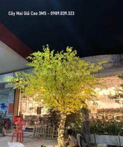 cay mai gia cao 3m5