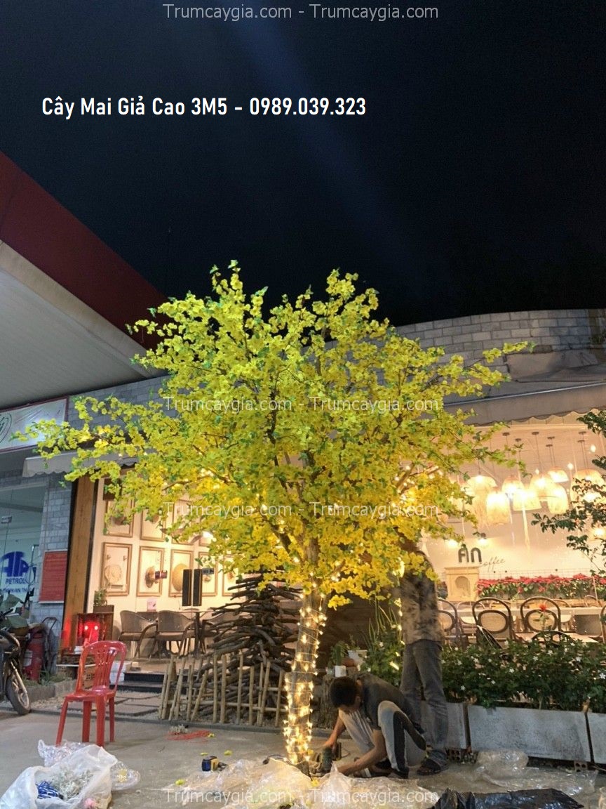 cay-mai-gia-cao-3m5 cay mai gia cao 3m5