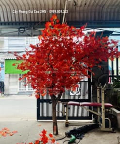 cay phong gia cao 2m5