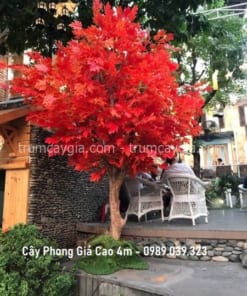 cay phong gia cao 4m