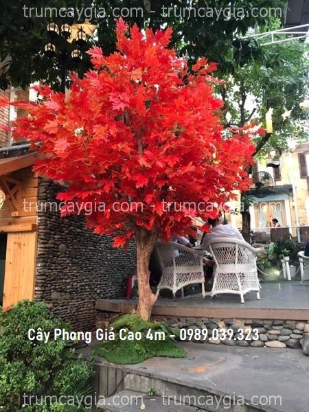 cay phong gia cao 4m