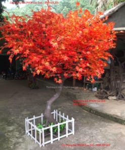 cay phong gia tphcm cao 2m5