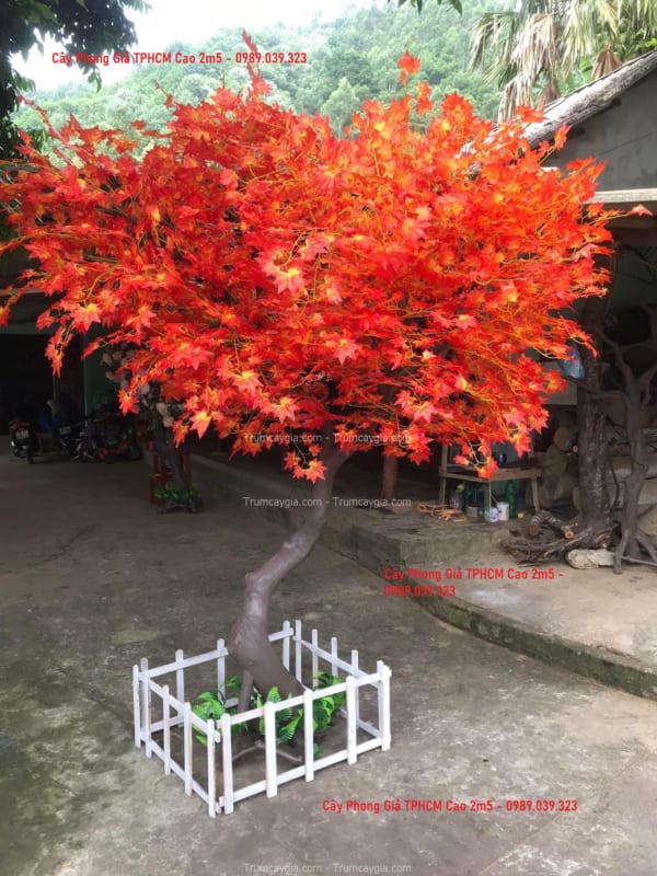 cay phong gia tphcm cao 2m5