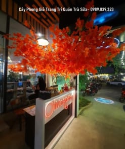 cay phong gia trang tri quan tra sua