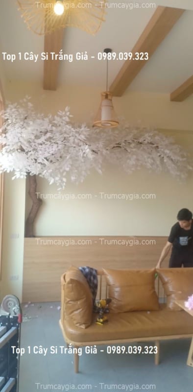 cay si trang gia