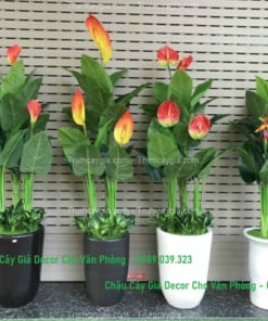 chau cay gia decor cho van phong