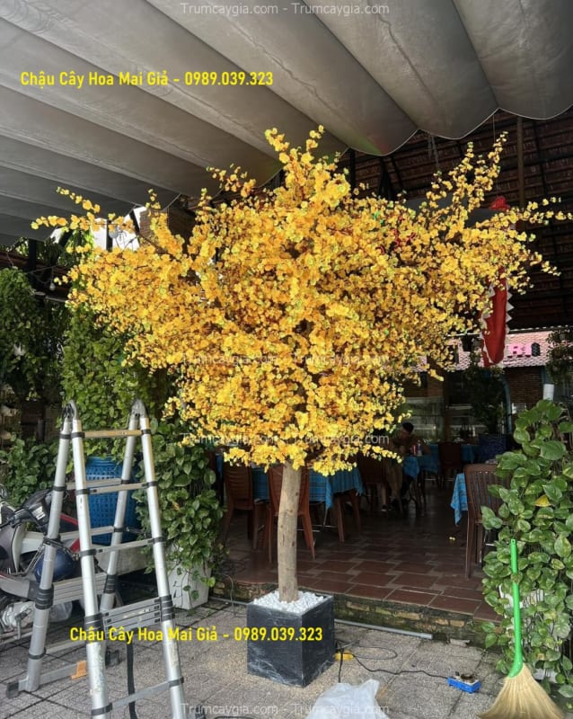 chau cay hoa mai gia chau cay hoa mai gia
