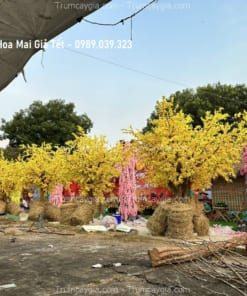 cho thue cay hoa mai gia tet