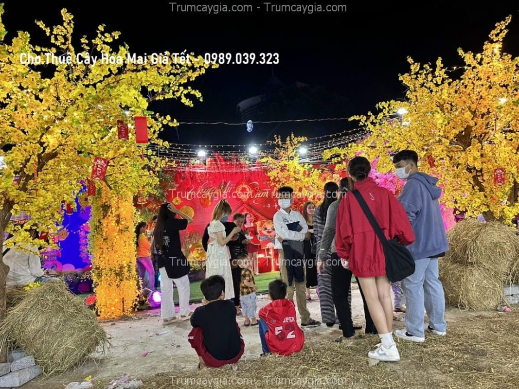 cho thue cay hoa mai gia tet
