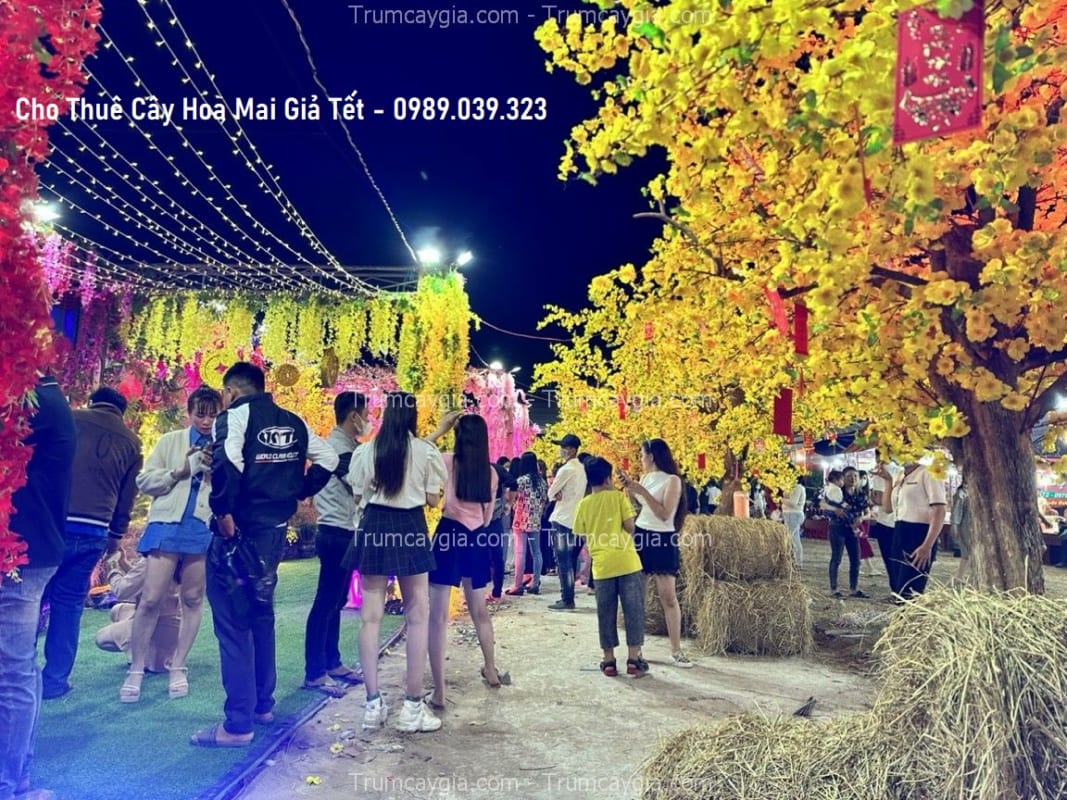 cho thue cay hoa mai gia tet