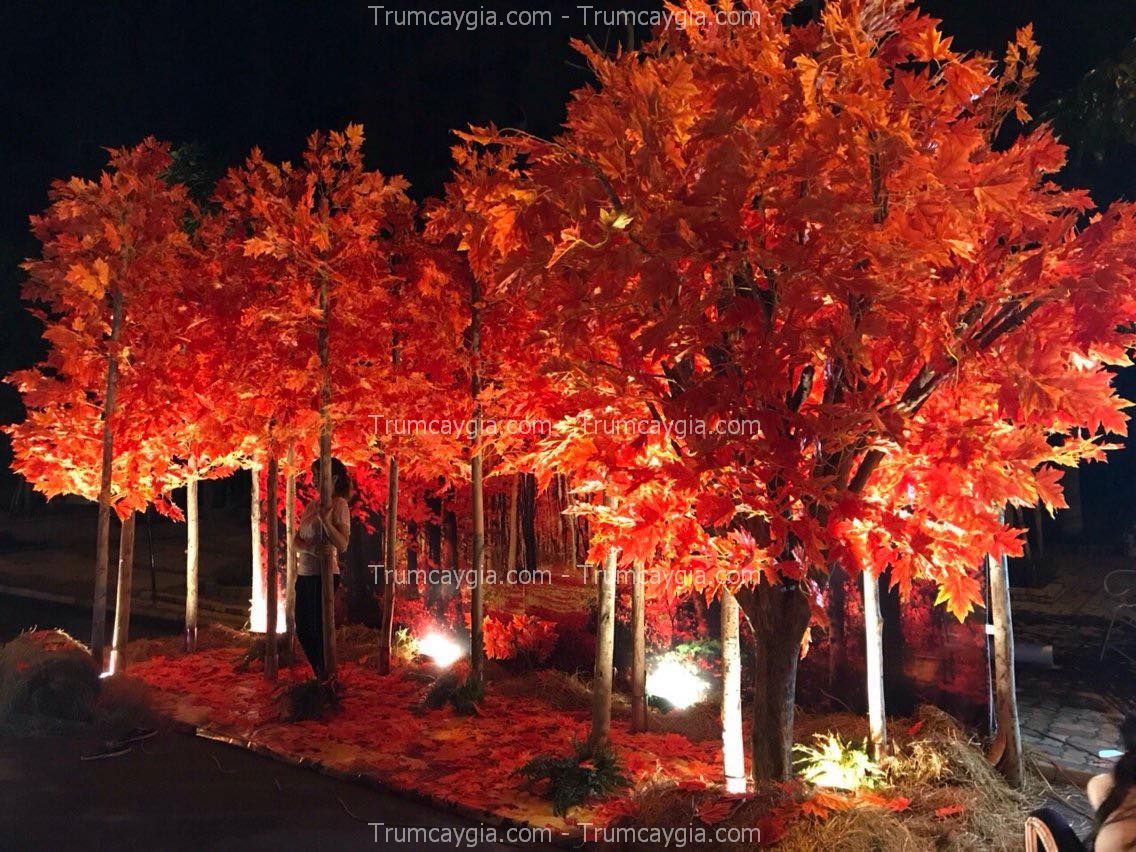 cho-thue-cay-phong-gia-ha-noi Cho Thuê Cây Phong Giả Hà Nội