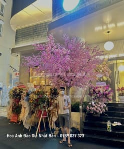 hoa anh dao gia nhat ban