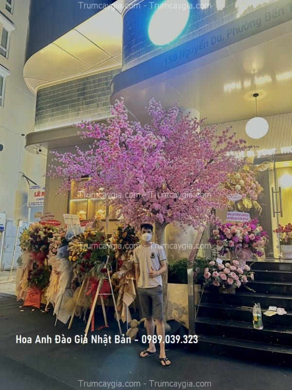 hoa anh dao gia nhat ban hoa anh dao gia nhat ban