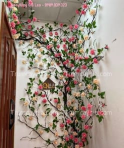 hoa hong gia leo