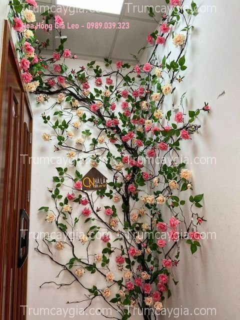 hoa hong gia leo