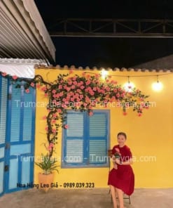 hoa hong leo gia