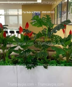 thi công buc cay gia trang tri tai quan 6 TPHCM