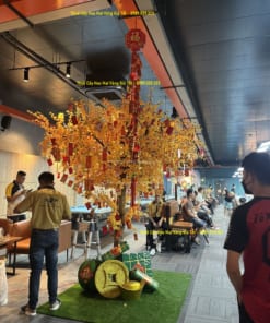 thue cay hoa mai vang gia tet