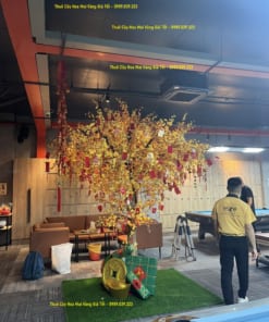 thue cay hoa mai vang gia tet