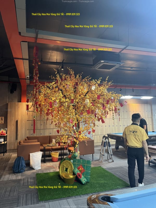 thue cay hoa mai vang gia tet thue cay hoa mai vang gia tet