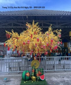 trang tri cay hoa mai gia ngay tet