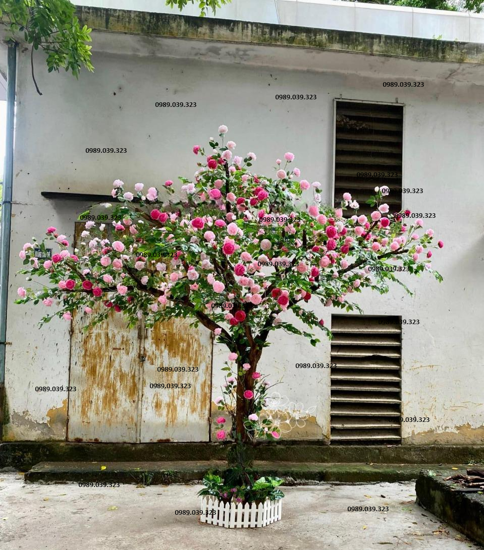 cho-thue-cay-gia-tet-2